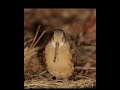 Why Woodcock Bird Dance #shorts #viral #knowledge #unknownfacts