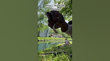 How To Hook Live Minnows #teaching #fishing #howto #minnow #foryoupage #entertainment #hookset