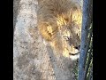 Лев Гек чувствует весну и ждёт выпуска в саванну🦁💔 Архив.