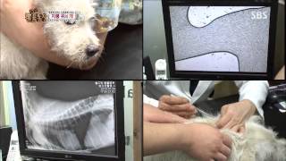[TV동물농장] 2013-08-11 #3(3)