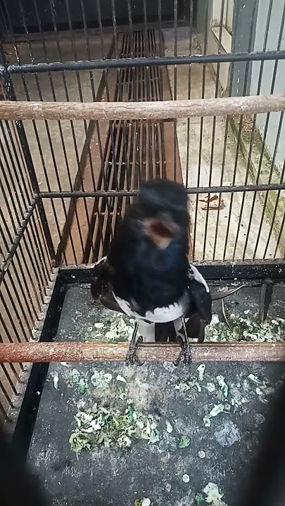 Kacer Mabung Gacor Isian #kacer #kacergacor