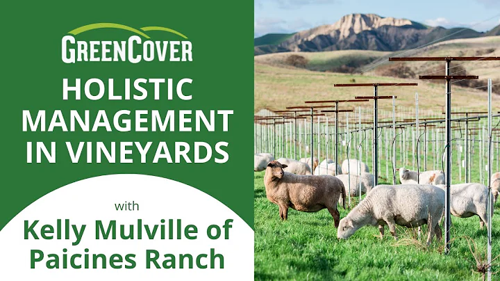 Holistic Management in Vineyards with Kelly Mulvil...
