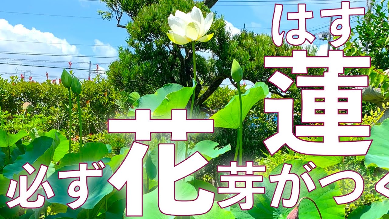 ホテイアオイ 育て方 花を咲かせる方法ポイント２つだけ 花が咲かない方へ Youtube