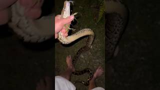 Looking for a 20 foot python #alligator#snake#python#viralshorts#youtube#wildlife#nature#animal#cute
