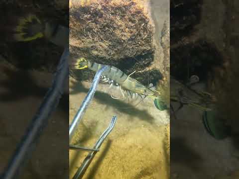 I Catch Flash Crab And Lobster That Run So Fast Diving