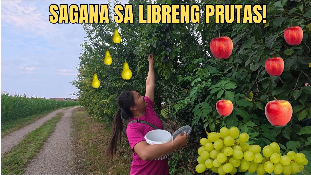 Life of a Filipina in a German Village | Where We Get Our Summer Fruits for Free.