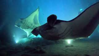 Manta night dive with Kona Diving Company, 9 Apr 2024