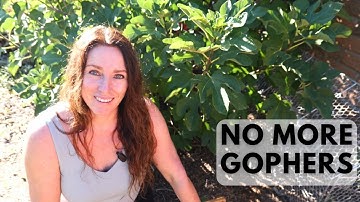 Gopher Problem SOLVED with This Simple Fix