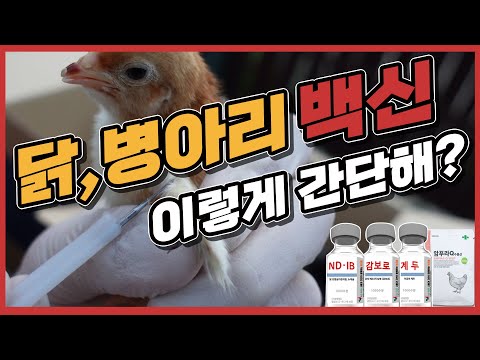 🐔🐤 닭, 병아리 #백신 접종 방법 💊 #닭백신