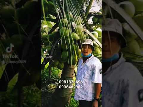 Video Dừa xiêm lùn chuẩn giống tại vườn ươm..giá 30k trên... - youtube
