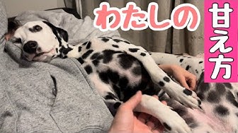 甘える犬 Youtube