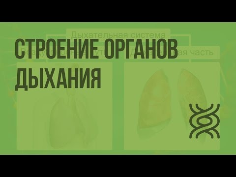 Строение органов дыхания. Видеоурок по биологии 8 класс