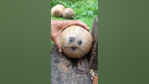 Scooping a large coconut from its shell