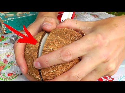 Video: Кокос сүтү менен кара күрүчтү кантип жасоого болот