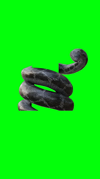 Anaconda snake green screen video #greenscreen #snake #anaconda #cobra #python