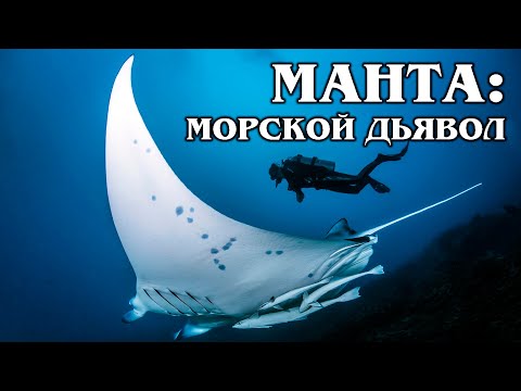 МАНТА (Гигантский морской "дьявол"): Самый большой скат в мире | Интересные факты про рыб