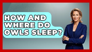 How And Where Do Owls Sleep? - Bird Watching Diaries