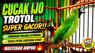 🔴 CUCAK IJO TROTOL SUPER GACOR‼️ Tembakan Panjang Istimewa, Sekali Putar Langsung Nyaut🔥 #cucakijo