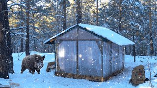 Зимой прячемся в уютной хижине – в хижину пришли кабаны