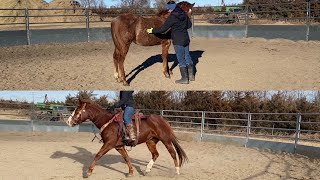 Horse Training Tip Tuesday/ Groundwork with a yearling and how it applies to riding
