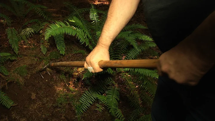 Oregon White Truffle Hunting With Jack Czarnecki