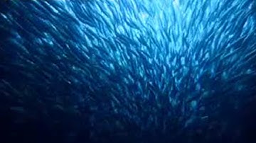 Epic Journey of Sardines | BBC Studios