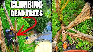 Climbing Dead Trees | Attacked By Bees!