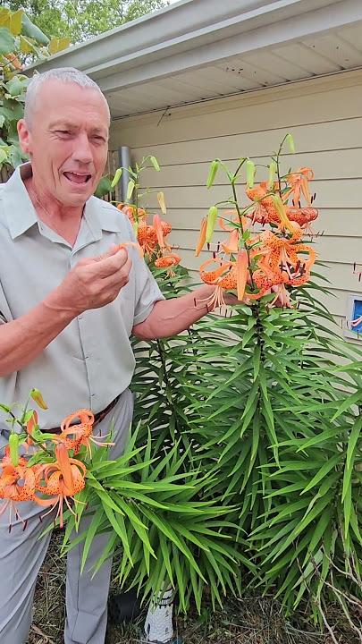tiger Lily