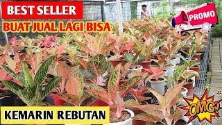 Best Seller Aglaonema Harga Bisa Buat Jual Lagi Kemarin Rebutan  241