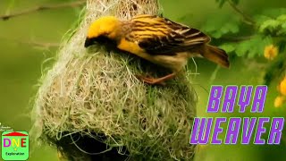 About Baya weaver | Baya weaver | Baya weaver bird | educational videos | Birds | Dne exploration