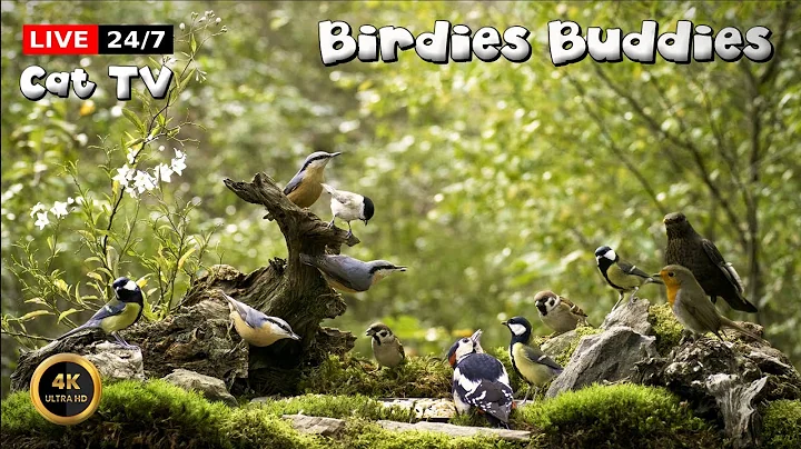 Video 11046531: forest cat living, cat pets love, petted enjoying