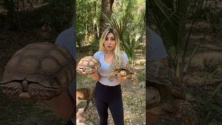 Check Out These Sulcata Tortoises!