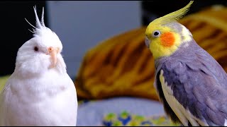 Pied Cockatiel Singing Sounds  Cockatiel Calls  Natural Song 1 Hour