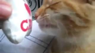 Miglior video di youtube Funny cat smells a strange odor!