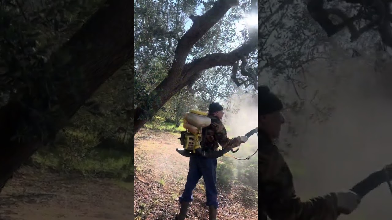 Trattamento con i microrganismi piante si trovano a Sannicola lecce, cultivar Cellina e Oglialora.