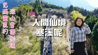 寒溪呢|櫻花盛開的人間仙境|嘉義梅山秘境|禪意滿滿的能量風水寶地|路途遙遠的深山賞櫻仙境