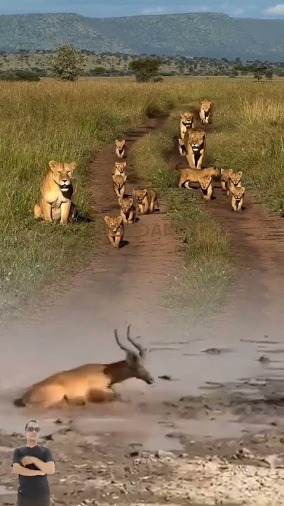 SEEKOR SINGA MENGAJARI ANAK ANAK NYA TEKHNIK MEMBURU MANGSA NYA #animals #shorts