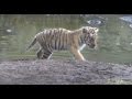 Tiger cub fights for survival