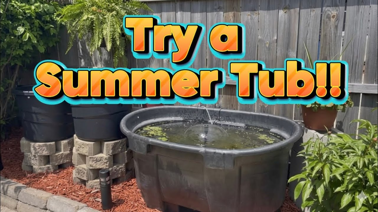     Why Every Fishkeeper Should Try a Summer Tub