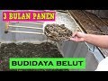 Cara Ternak Belut Sawah 3 Bulan Panen [PANDUAN LENGKAP]