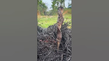 Ca loc nuong rom#anngonngungon #animation #mien #thanhphohochiminh