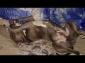 Хозяйский диван - самое удобное место для сна | стаффорд Оскар золотистый ретривер Боня