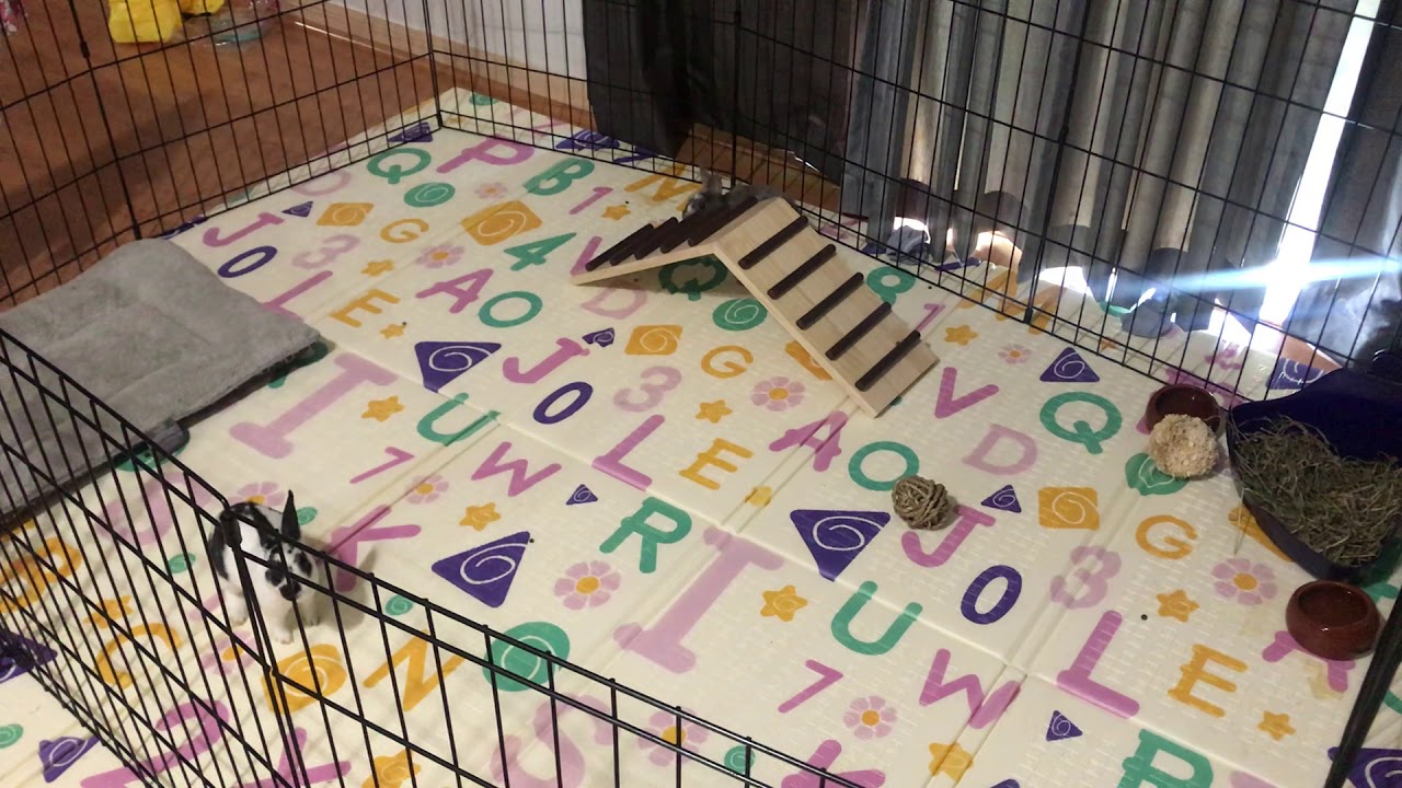 Cute Baby Bunny Zoomies and Binkis YouTube