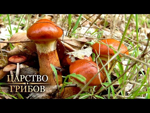 Маслята. Царство грибов @moyaplaneta