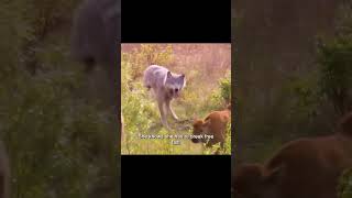 Animal Documentary, Arctic wolves #wolf #wolfpack #Wolves #highlightseveryone #reelsvideo