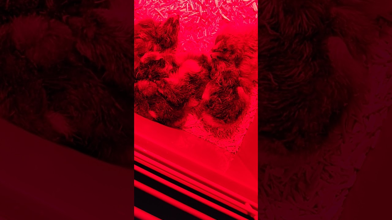 Eerste dagje uit de broedkast...