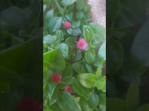 نبتة قطر الندى وفوائدها زينة وتطبيب لا استغني عنها في حديقه منزلي زراعة منزلية زراعة نباتات