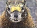 Do You Speak Marmot?