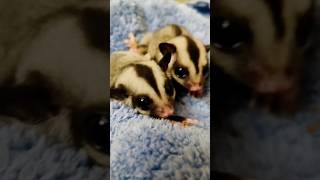 இந்த விலை ல pets வாங்கலாமா பறக்கும் அணில் #sugar glider