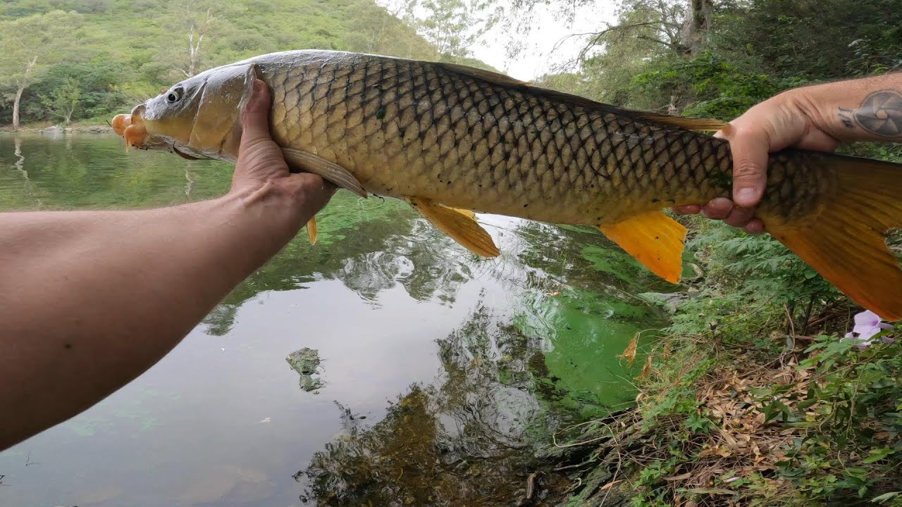 Emocionante pesca de carpas en el Dique San Roque, Córdoba